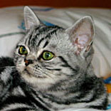 Silber Tabby Billy Holiday